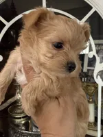 Gold dust, a male Yorkshire Terrier for sale in Riverside, CA – 2 of 6