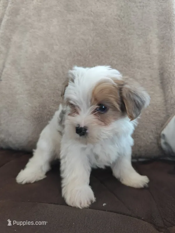 Brown eyes  – Yorkshire Terrier puppy on hold in Riverside, CA