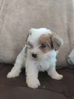 Brown eyes , a female Yorkshire Terrier for sale in Riverside, CA – 1 of 8