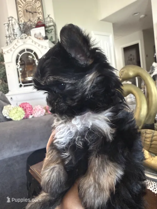Teacup boy 1 – Yorkshire Terrier puppy for sale in Riverside, CA