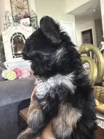 Teacup boy 1, a male Yorkshire Terrier for sale in Riverside, CA – 1 of 7
