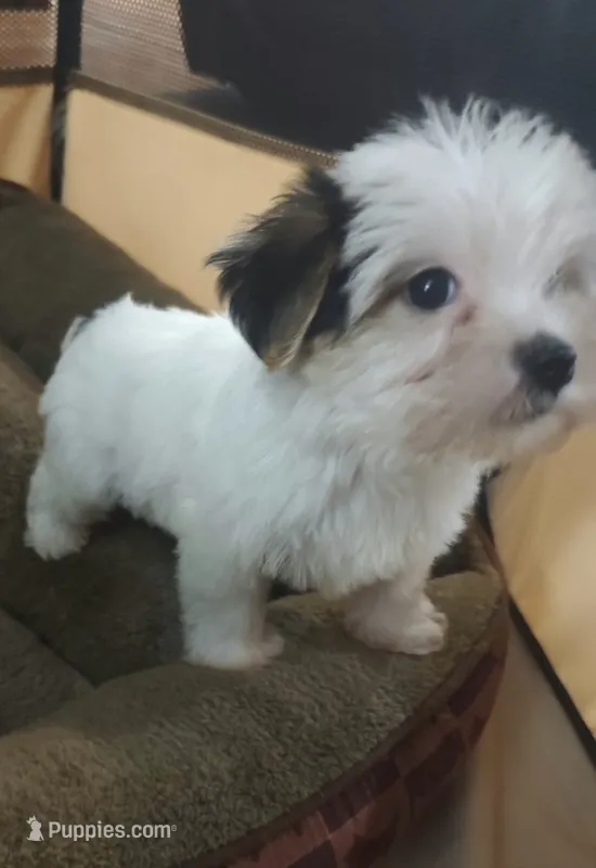 Blueberry , a female Yorkshire Terrier for sale in Riverside, CA – 1 of 6