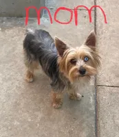 Blue eye, a female Yorkshire Terrier for sale in Riverside, CA – 6 of 7