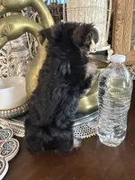 Teacup boy 2, a male Yorkshire Terrier for sale in Riverside, CA – 6 of 7