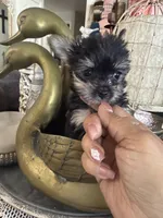 Teacup girl 1, a female Yorkshire Terrier for sale in Riverside, CA – 3 of 8