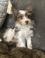 Tiny teacup , a male Yorkshire Terrier for sale in Chino, CA – Photo 3 of 5