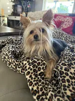 Tiny teacup , a male Yorkshire Terrier for sale in Chino, CA – Photo 4 of 5