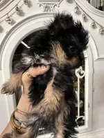 Tiny teacup , a male Yorkshire Terrier for sale in Chino, CA – Photo 2 of 5