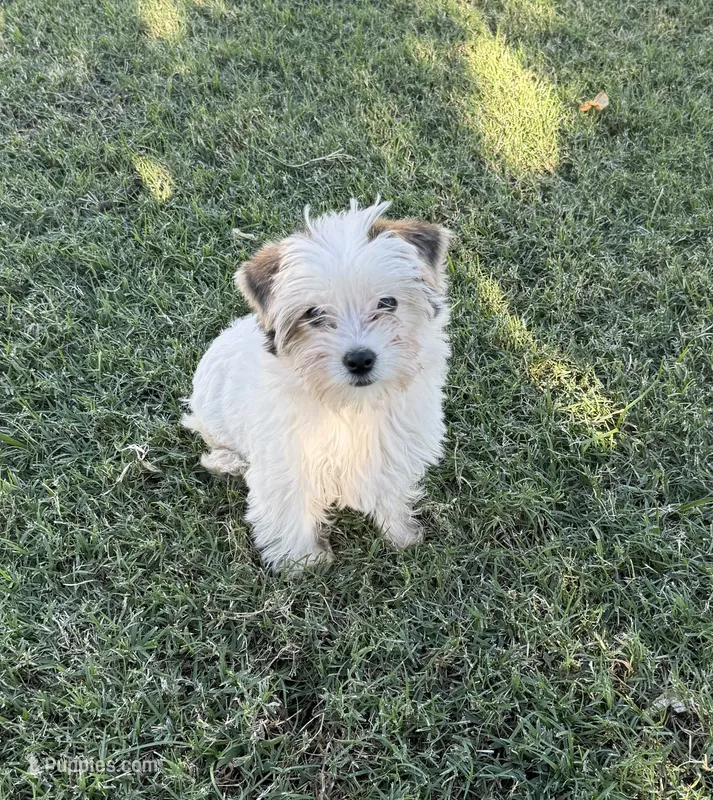 Blueberry  – Yorkshire Terrier puppy for sale in Riverside, CA