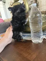 Teacup boy 1, a male Yorkshire Terrier for sale in Riverside, CA – 7 of 7
