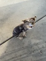 Apollo Yorkie, a male Yorkshire Terrier for sale in Riverside, CA – 3 of 7