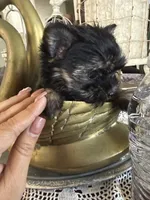 Teacup boy 1, a male Yorkshire Terrier for sale in Riverside, CA – 4 of 7