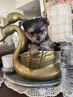 Teacup boy 2, a male Yorkshire Terrier for sale in Riverside, CA – 3 of 7