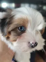 Blue eye, a female Yorkshire Terrier for sale in Riverside, CA – 3 of 7