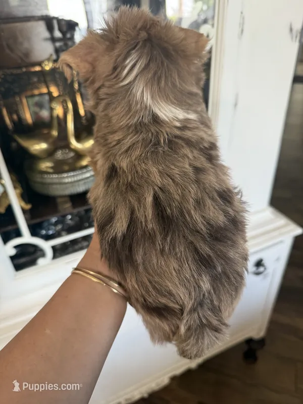 Apollo 2  – Yorkshire Terrier puppy for sale in Riverside, CA