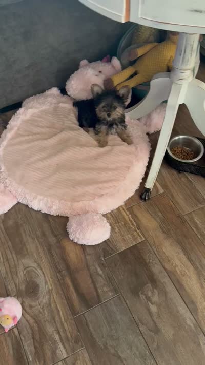Babyface , a male Yorkshire Terrier for sale in Riverside, CA – 2 of 5