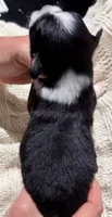 Black Tri #4, a male Australian Shepherd for sale in Colton, CA – 2 of 4