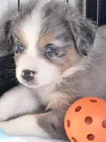 Blue Merle #8, a female Australian Shepherd for sale in Colton, CA – 1 of 10