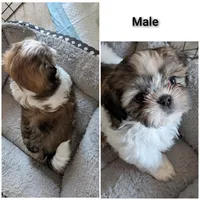 Teddy, a male Shih Tzu for sale in Colton, CA – 4 of 5