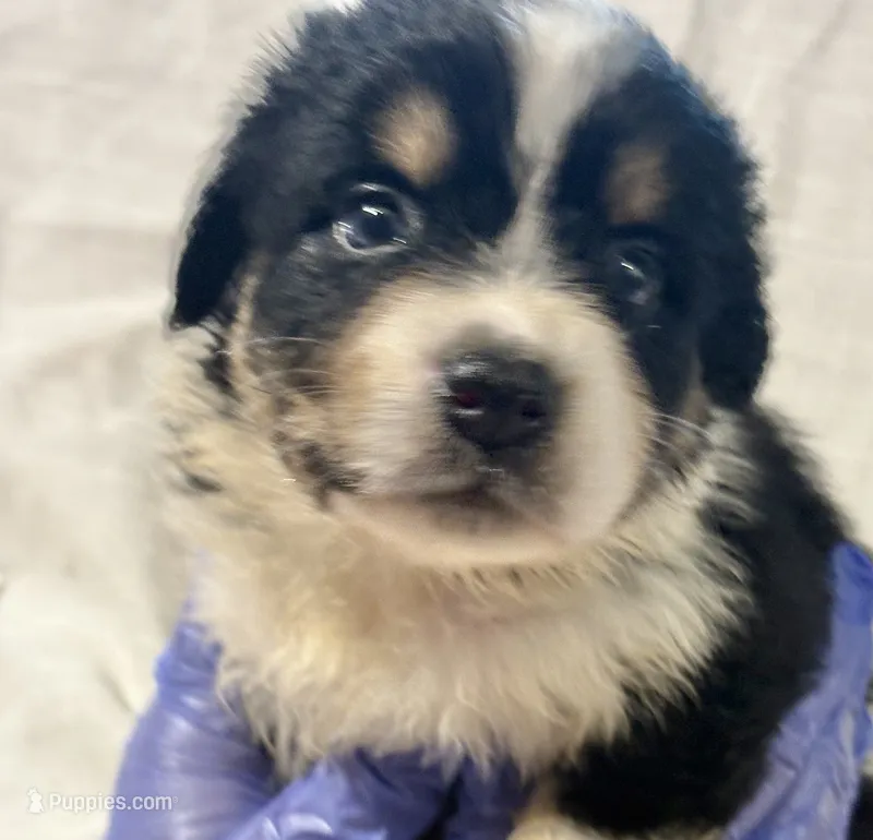 Black Tri #10 – Australian Shepherd puppy for sale in Colton, CA