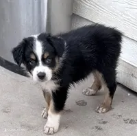  PUREBRED AUSTRALIAN SHEPHERD - Daisy, a female Australian Shepherd for sale in Colton, CA – 2 of 10