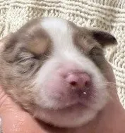 Red Merle #9 – Australian Shepherd puppy for sale in Colton, CA