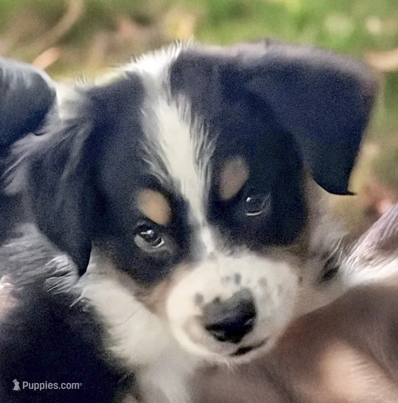 Labor Day Special Price - Daisy – Australian Shepherd puppy for sale in Colton, CA