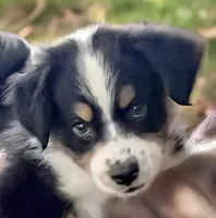 Daisy - Negotiable, a female Australian Shepherd for sale in Colton, CA – 2 of 9