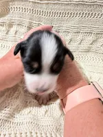 Black Tri #5, a female Australian Shepherd for sale in Colton, CA – 3 of 9