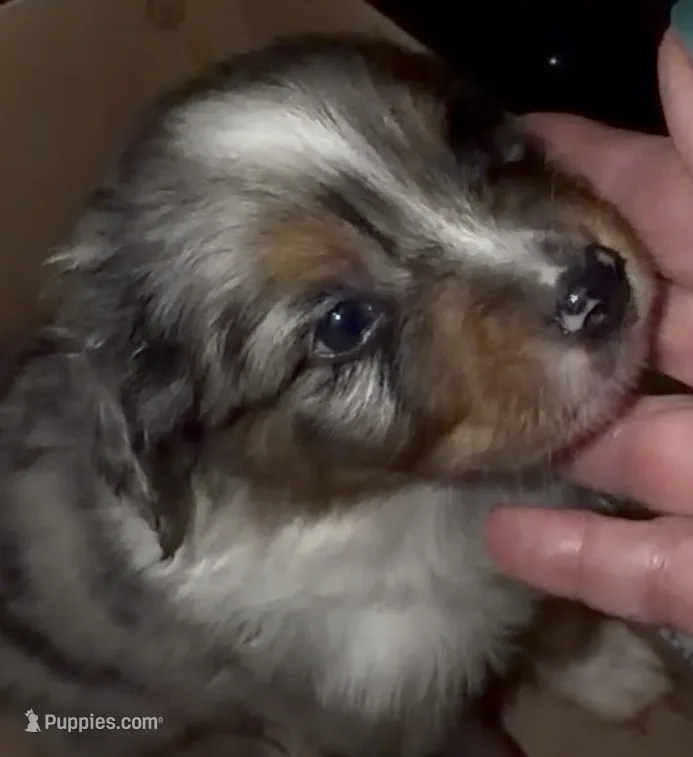 Blue Merle #1 – Australian Shepherd puppy for sale in Colton, CA
