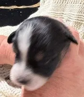 Black Tri #10, a female Australian Shepherd for sale in Colton, CA – 6 of 7