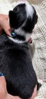 Black Tri #10, a female Australian Shepherd for sale in Colton, CA – 2 of 3