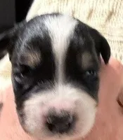 Ember - Black Tri #6, a female Australian Shepherd for sale in Colton, CA – 9 of 9