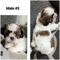 Diesel, a male Shih Tzu for sale in Colton, CA – 3 of 4