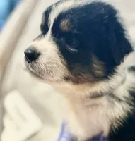 Black Tri #10, a female Australian Shepherd for sale in Colton, CA – 3 of 7