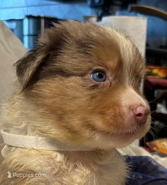 Red Merle #9 – Australian Shepherd puppy for sale in Colton, CA