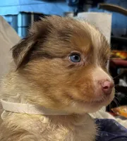 Red Merle #9, a male Australian Shepherd for sale in Colton, CA – 1 of 9
