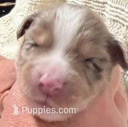 Red Merle #7 – Australian Shepherd puppy for sale in Colton, CA
