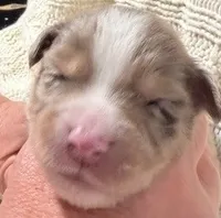 Red Merle #7, a male Australian Shepherd for sale in Colton, CA – 1 of 3