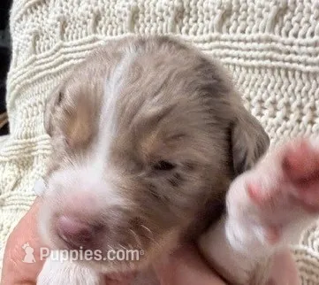 Red Merle #3 – Australian Shepherd puppy for sale in Colton, CA