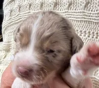 Red Merle #3, a male Australian Shepherd for sale in Colton, CA – 1 of 3