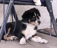 Ember , a female Australian Shepherd for sale in Colton, CA – 2 of 10