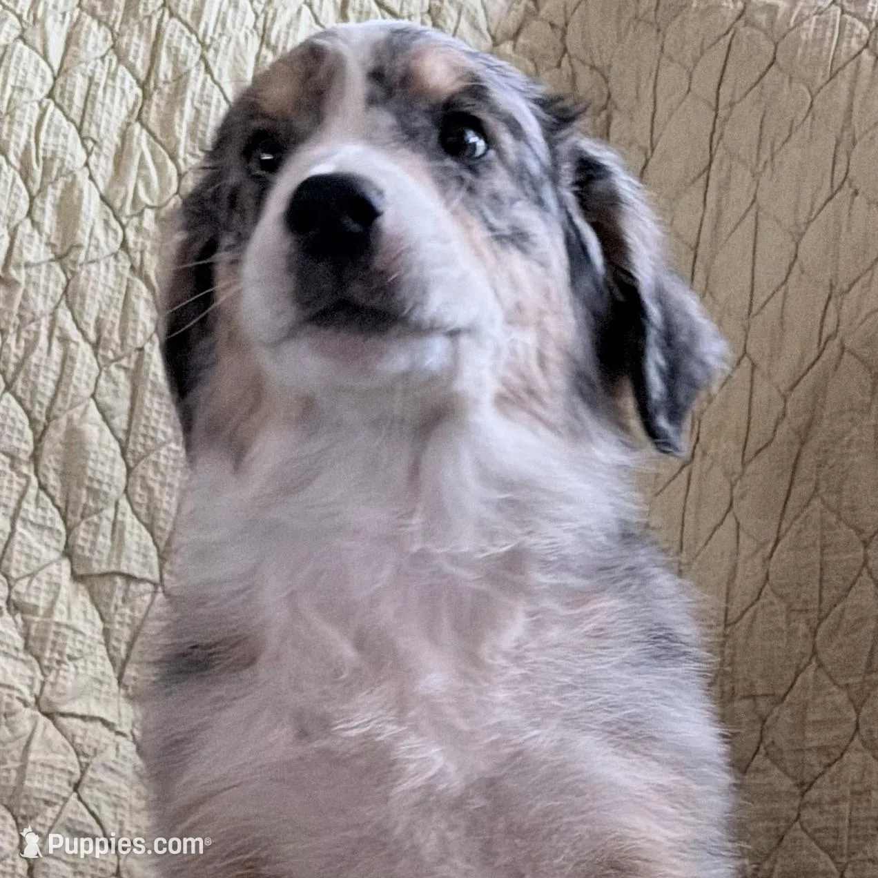 Blue Merle, a male Australian Shepherd for sale in Colton, CA – Photo 3 of 3