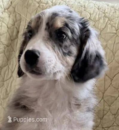 Blue Merle – Australian Shepherd puppy for sale in Colton, CA