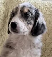 Blue Merle, a male Australian Shepherd for sale in Colton, CA – Photo 1 of 3