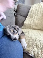 Blue Merle, a male Australian Shepherd for sale in Colton, CA – Photo 2 of 3