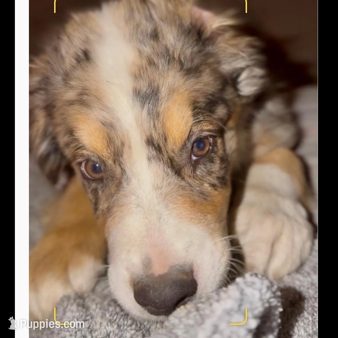 Champ - Blue Merle, a male Australian Shepherd for sale in Colton, CA – Photo 2 of 4