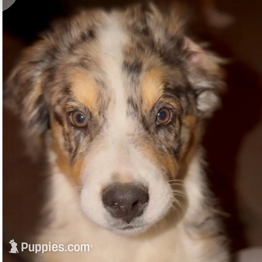 Champ - Blue Merle – Australian Shepherd puppy for sale in Colton, CA