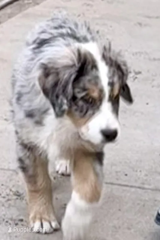 Blue Merle – Australian Shepherd puppy for sale in Colton, CA