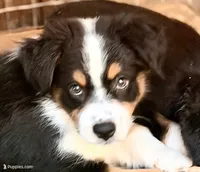  PUREBRED AUSTRALIAN SHEPHERD - Daisy, a female Australian Shepherd for sale in Colton, CA – 4 of 10